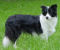Photo of Deu (Club+VDH) Ch Fidelis Princess Mae [Aus]