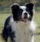 Photo of Aut Ch Angelface Of Pinewood Country [Aut]