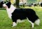 Photo of AKC Aus Ch Shallstar Traced In Lace [Aus]